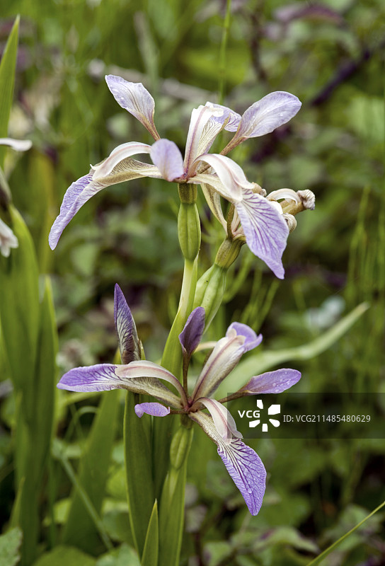 臭鸢尾图片素材