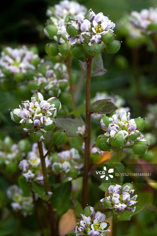 辣根菜图片素材