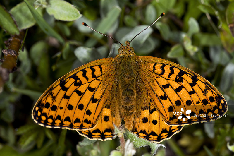 深绿色贝母蝴蝶图片素材