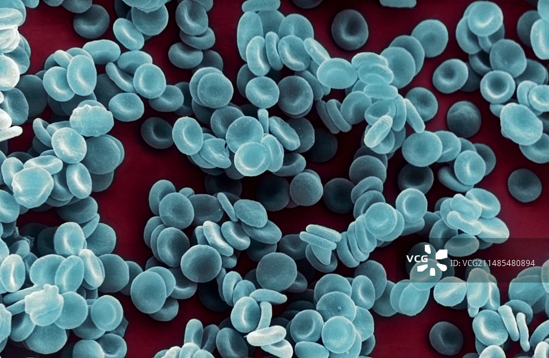 红细胞扫描电子显微镜图像图片素材