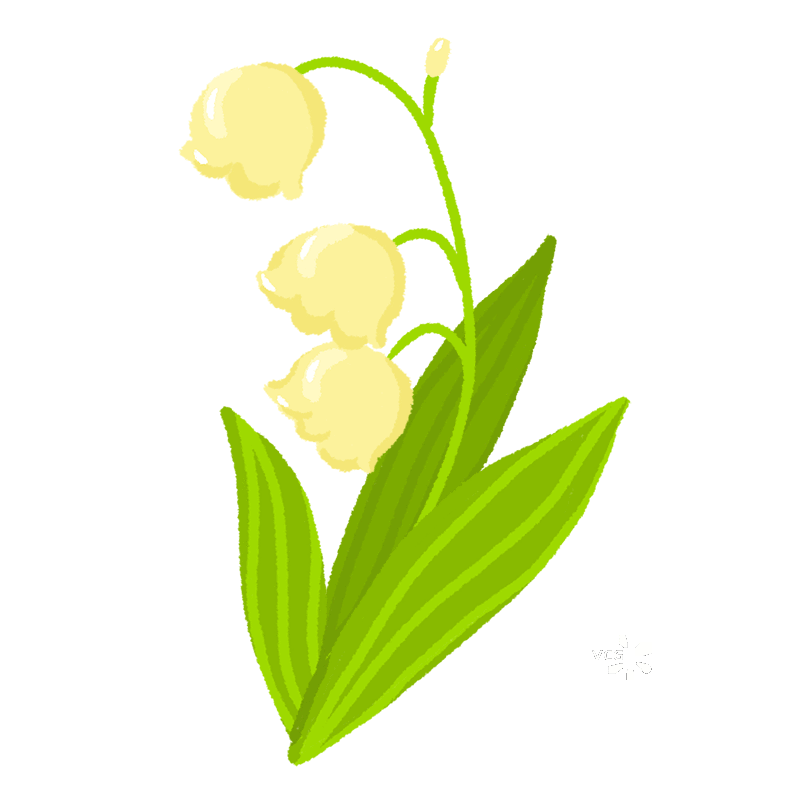 可爱的 小清新 铃兰花 插画图片素材