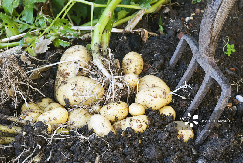 收获的马铃薯图片素材
