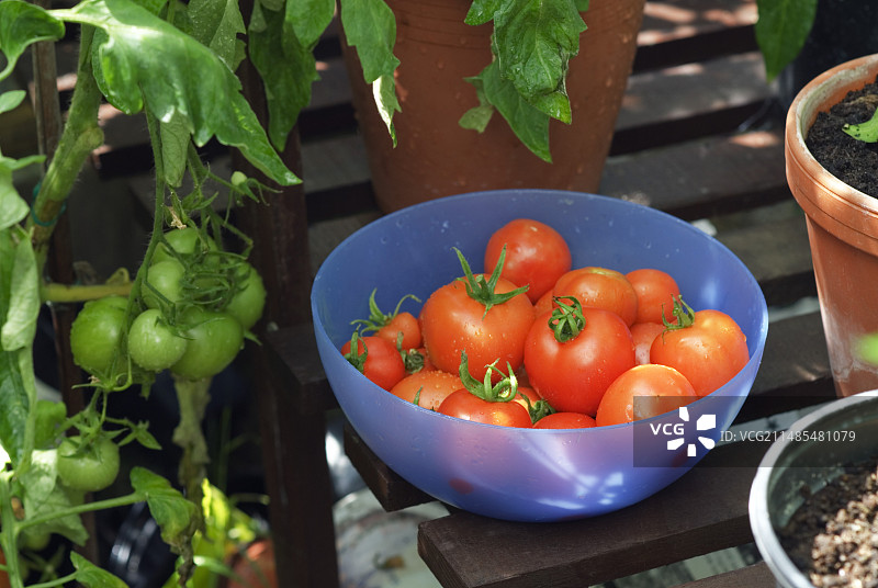 成熟的西红柿图片素材