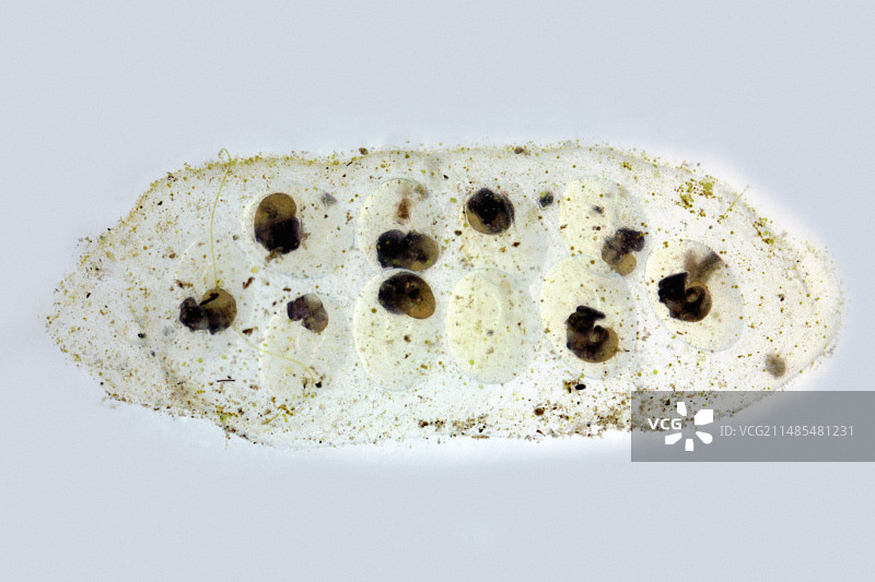 池塘蜗牛胚胎图片素材