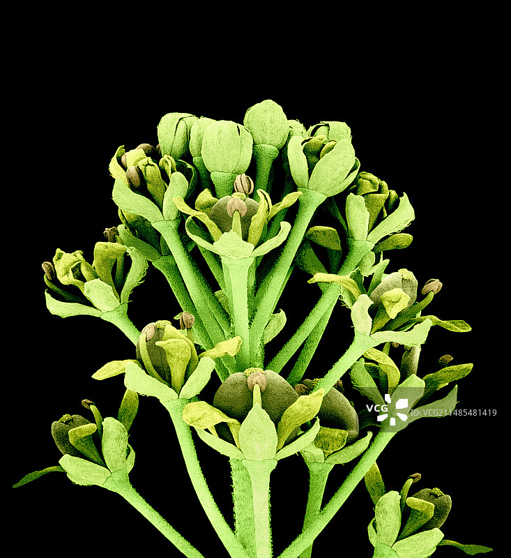 荠菜花，扫描电镜图图片素材