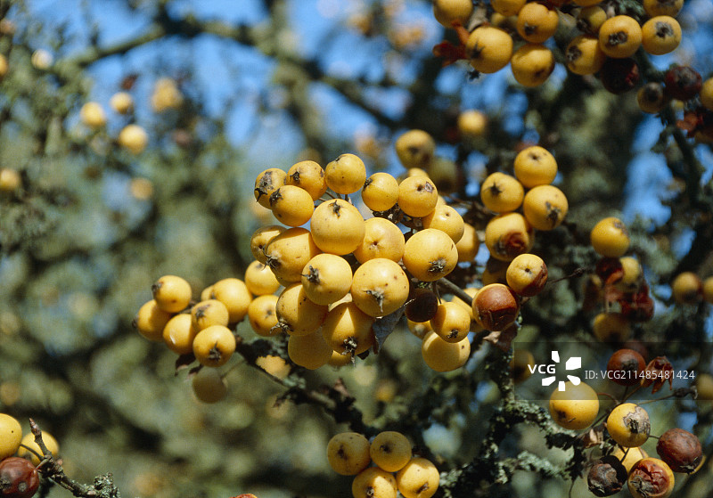 海棠果图片素材