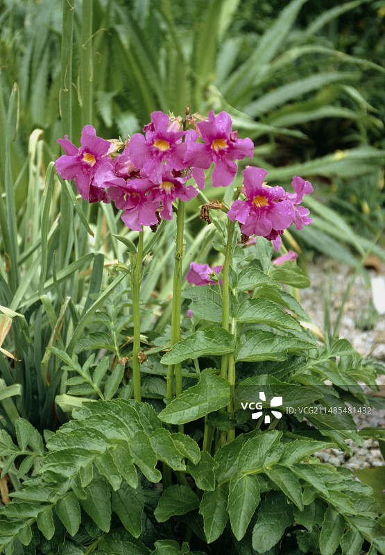 地宝花图片素材