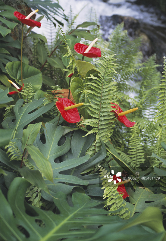 花烛花图片素材