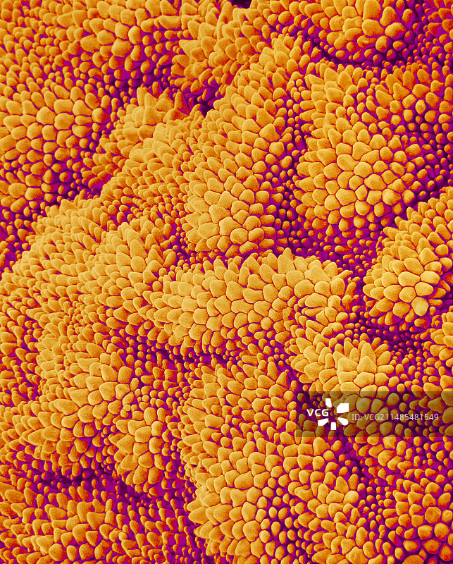 聚合草花瓣，扫描电子显微镜图片素材