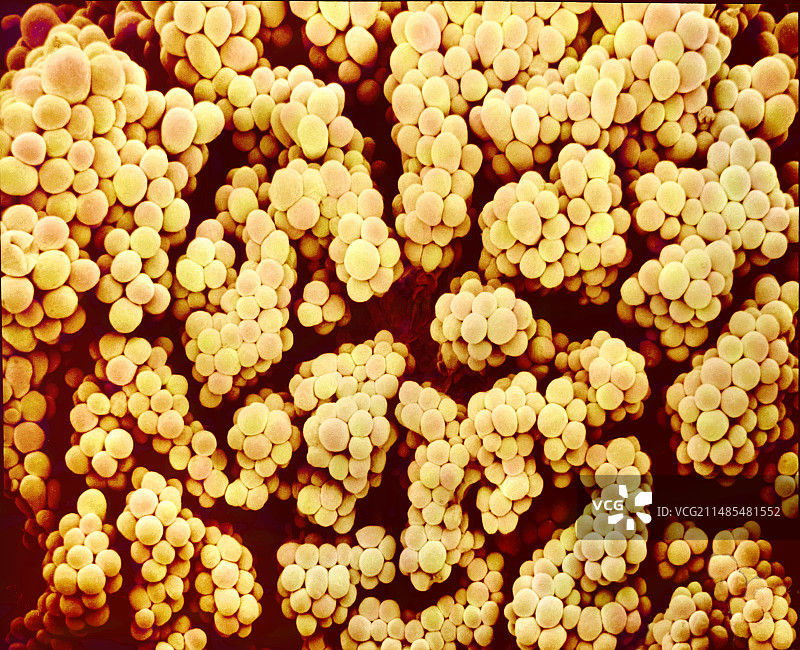 南瓜花雌蕊扫描电镜图图片素材