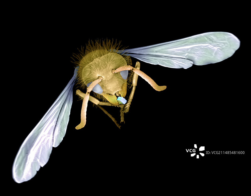 带有微芯片的黄蜂扫描电镜图图片素材