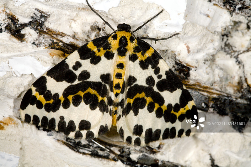 喜鹊蛾图片素材