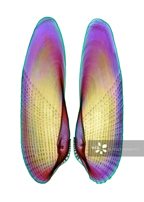 海鸥蛤X光片图片素材