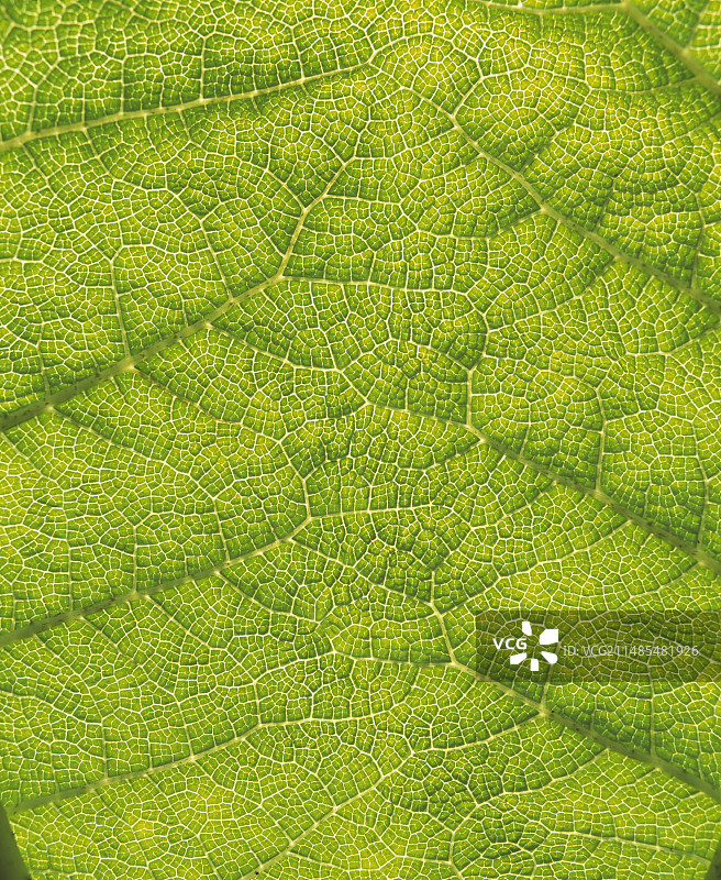 大王叶图片素材