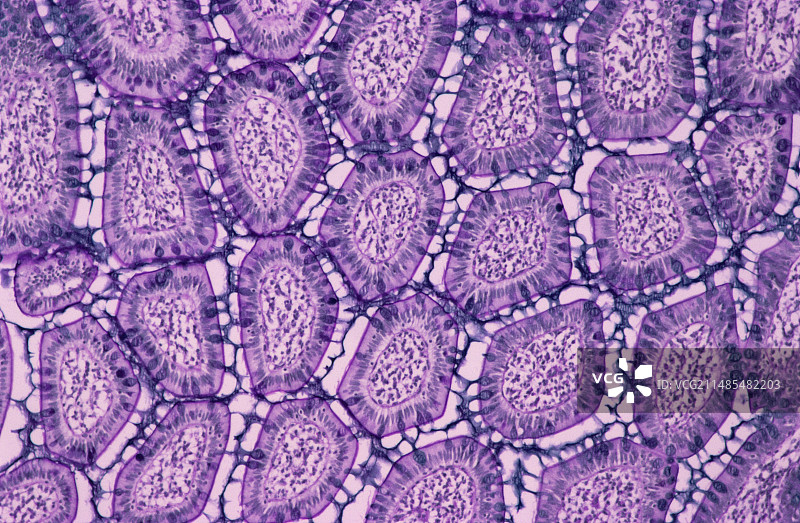 小肠，光学显微照片图片素材