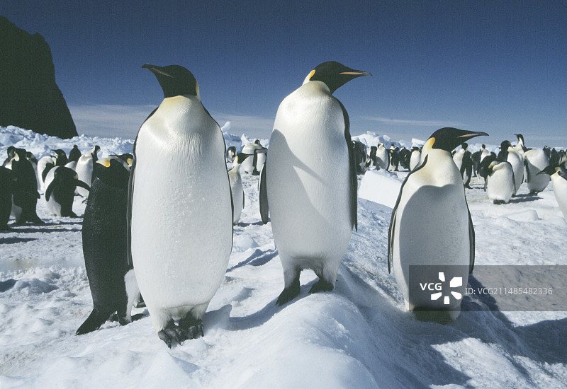 帝企鹅图片素材