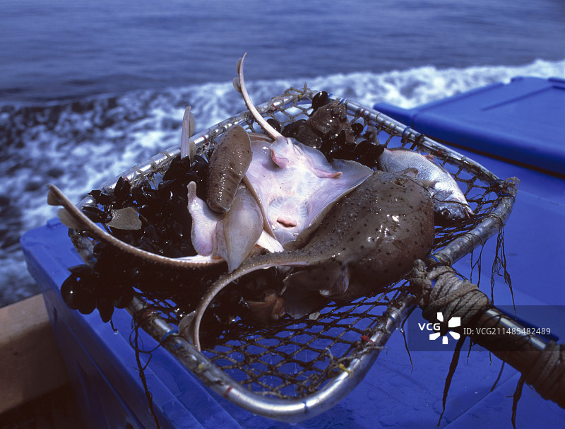 收集用于研究的溜冰鞋图片素材