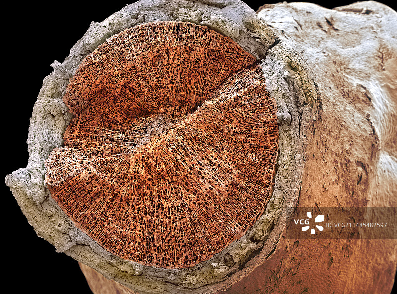 茎截面扫描电镜图图片素材