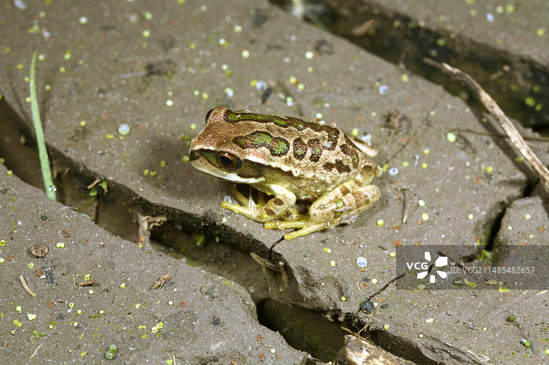 安第斯山脉有袋树蛙图片素材
