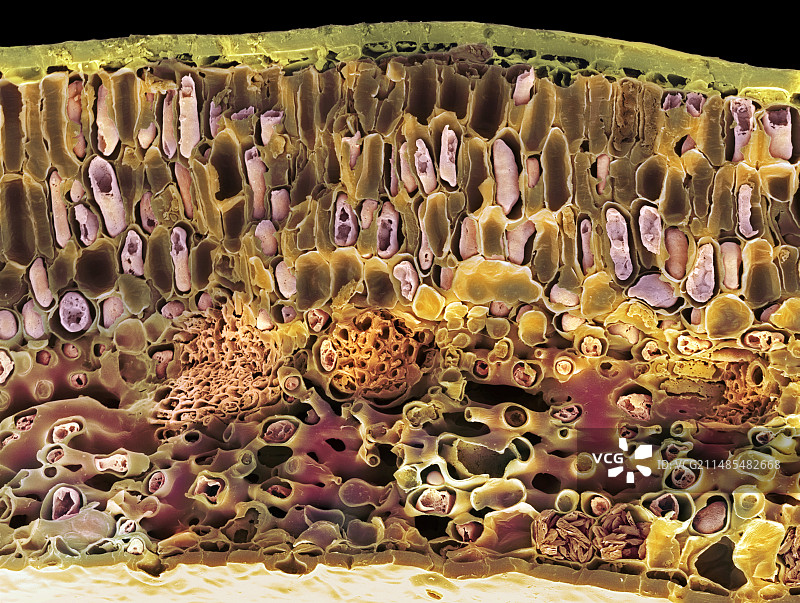 西米苏铁叶，扫描电子显微镜图片素材