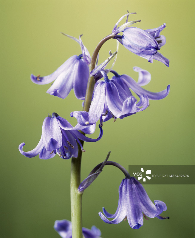 西班牙风铃花图片素材