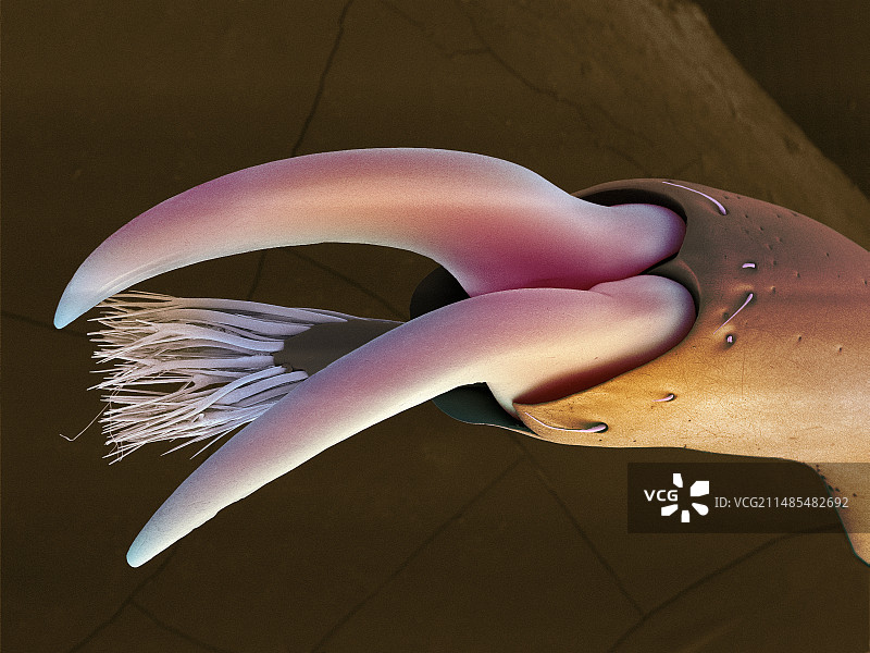 大力士甲虫足部扫描电镜图图片素材