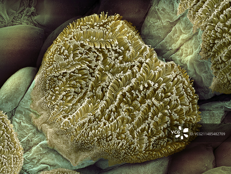 壁虎足毛扫描电镜图图片素材