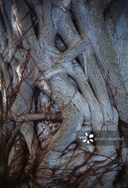 缠绕的树干图片素材