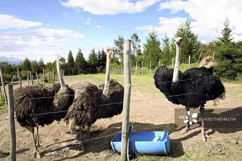 鸵鸟养殖场图片素材