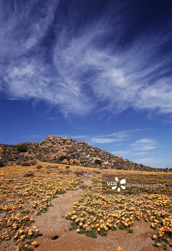 纳马夸兰雏菊图片素材