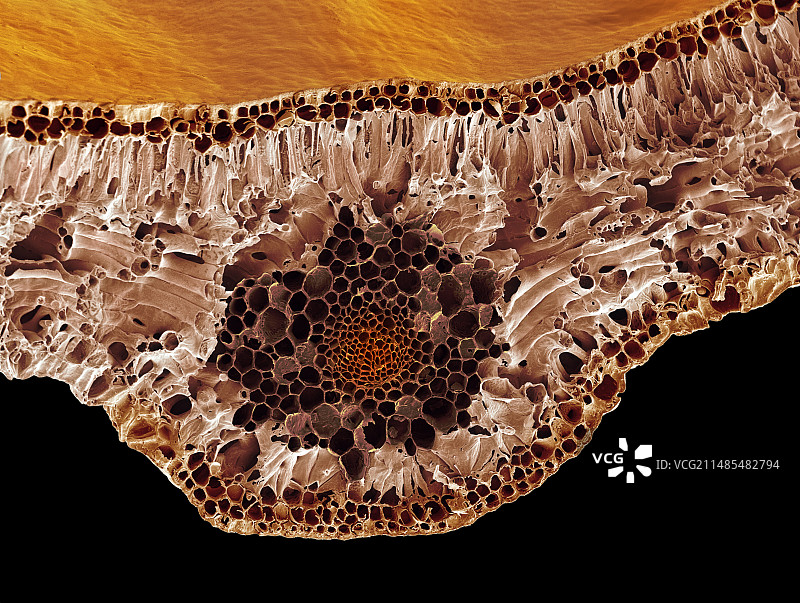 叶子中脉，扫描电镜图片素材