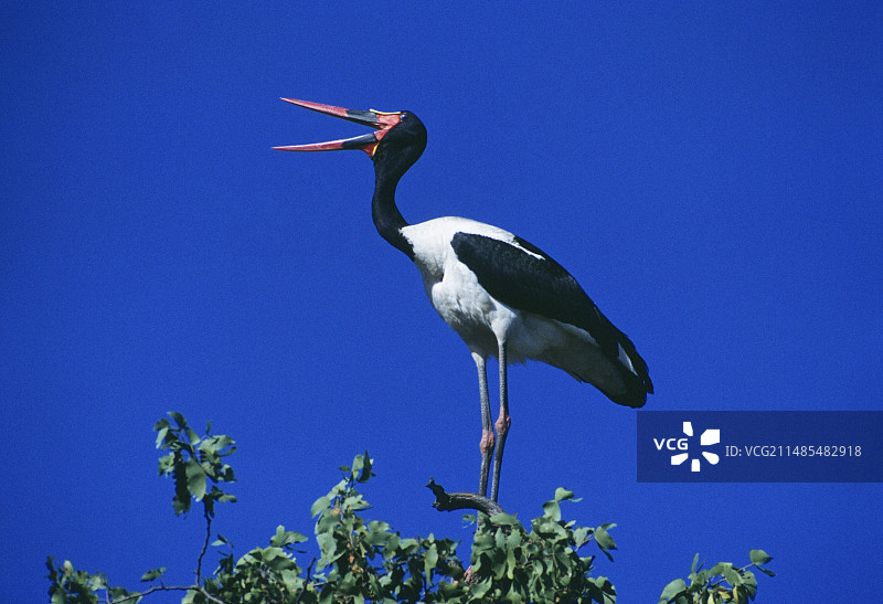 鞍嘴鹳图片素材