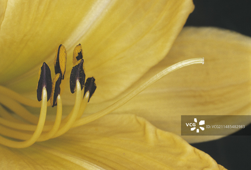 百合花的雄蕊和雌蕊图片素材