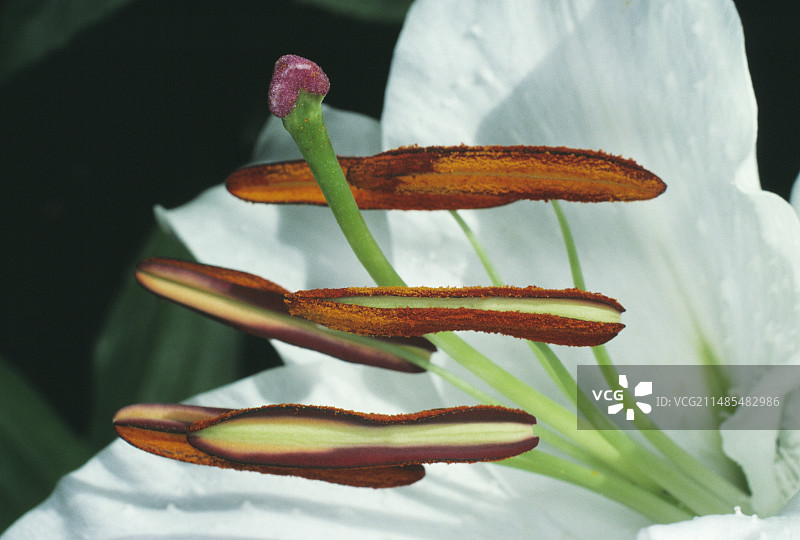 百合花的雄蕊和雌蕊图片素材