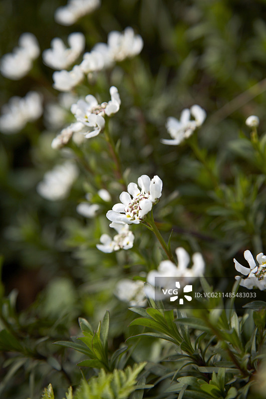 白色屈曲花图片素材