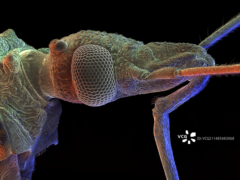 猎蝽，扫描电镜图片素材