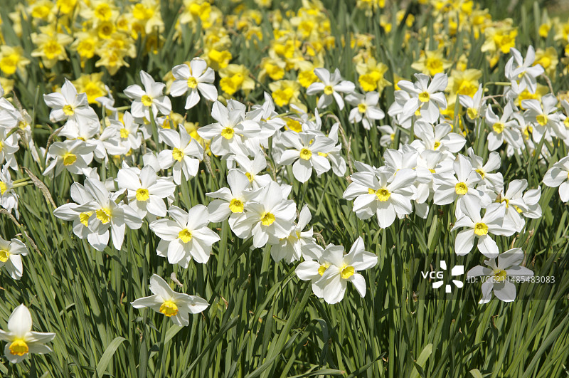 水仙花图片素材