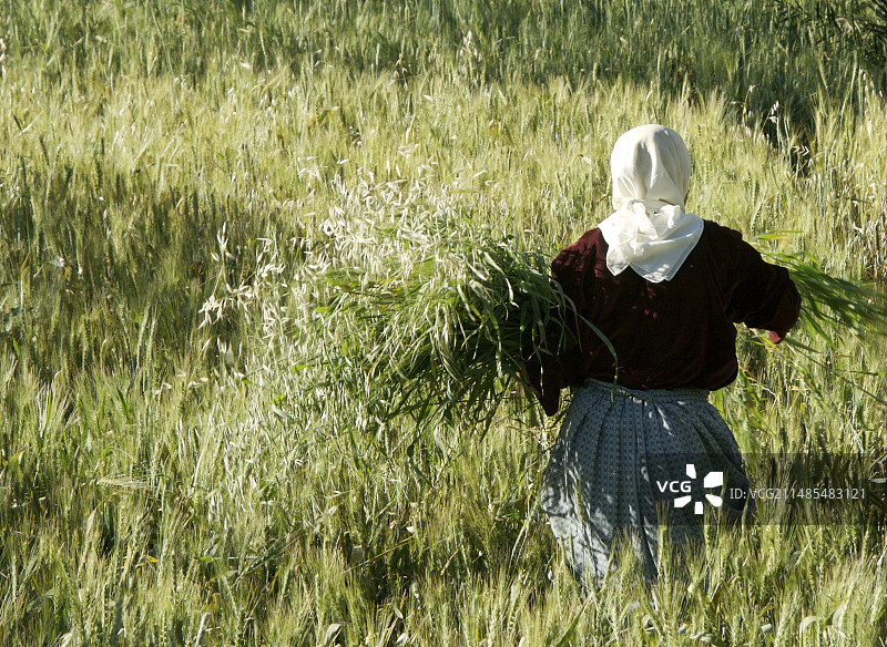 谷物作物收割图片素材