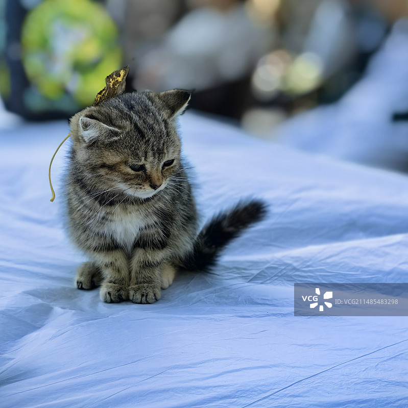 阳光下的小猫咪图片素材