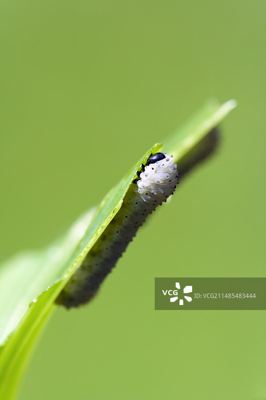 黄精叶蜂图片素材