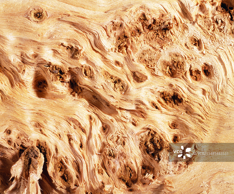 白杨木图片素材