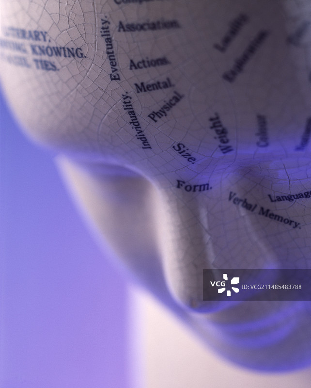 颅相学模型图片素材