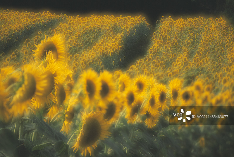 向日葵田图片素材