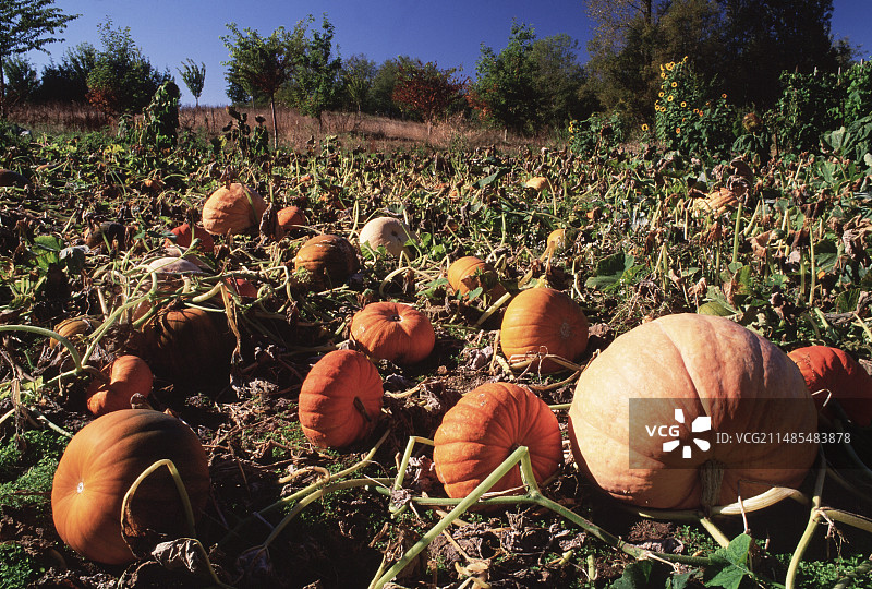 南瓜田图片素材