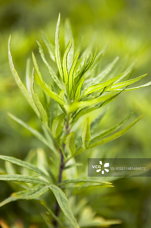 艾草图片素材