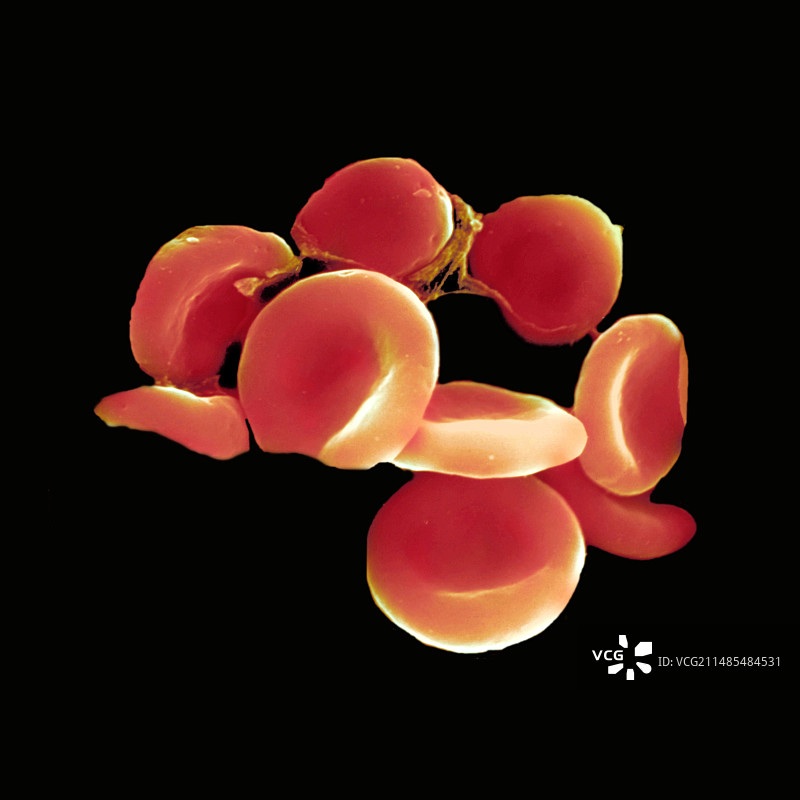 红细胞扫描电子显微镜图像图片素材