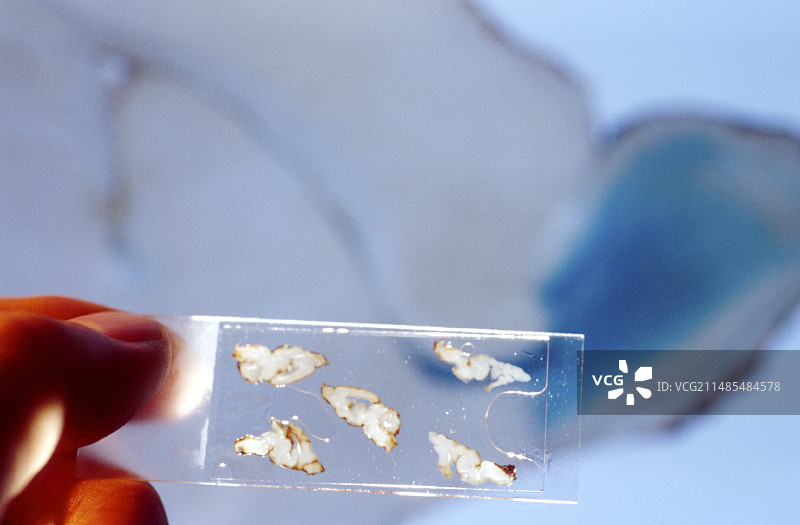 鸡胚胎脑部干细胞研究图片素材