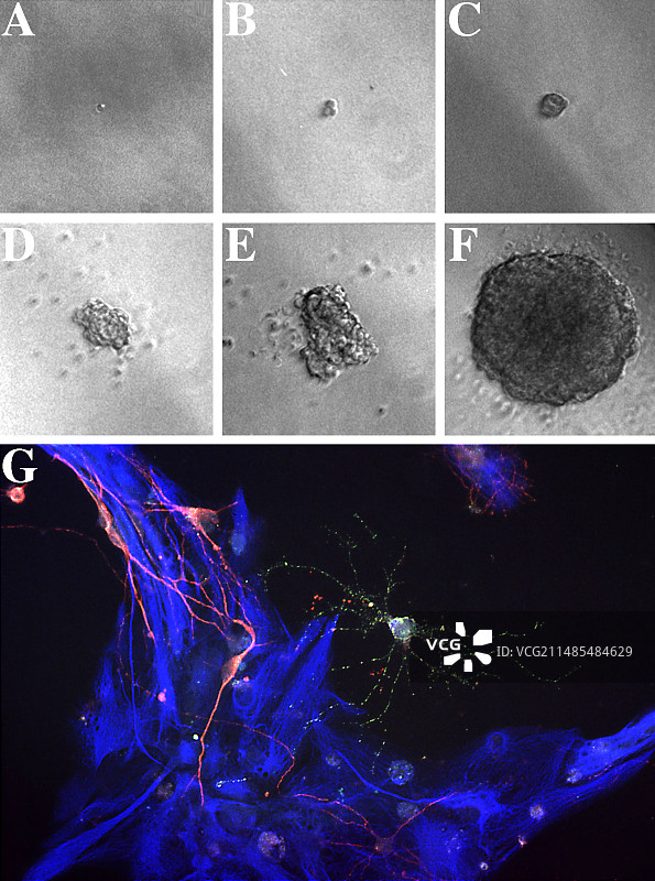 脑细胞分化，干细胞图片素材