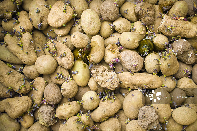 发芽的土豆图片素材