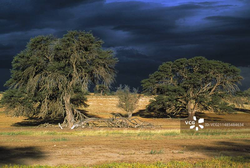 骆驼刺树图片素材
